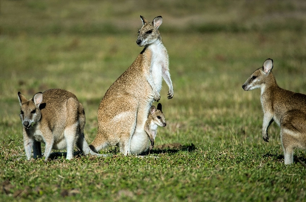 Kangaroo