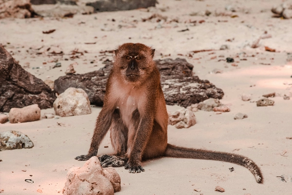 Monkey beach